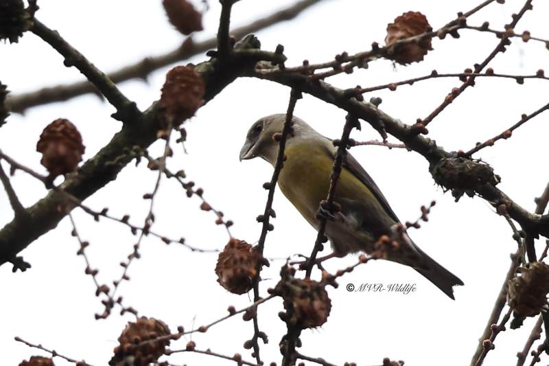 BR8A0750-Kruisbek-Loxia-curvirostra-Red-Crossbill-Fichtenkreuzschnabel-Bec-croise-des-sapins-Piquituerto-comun_1