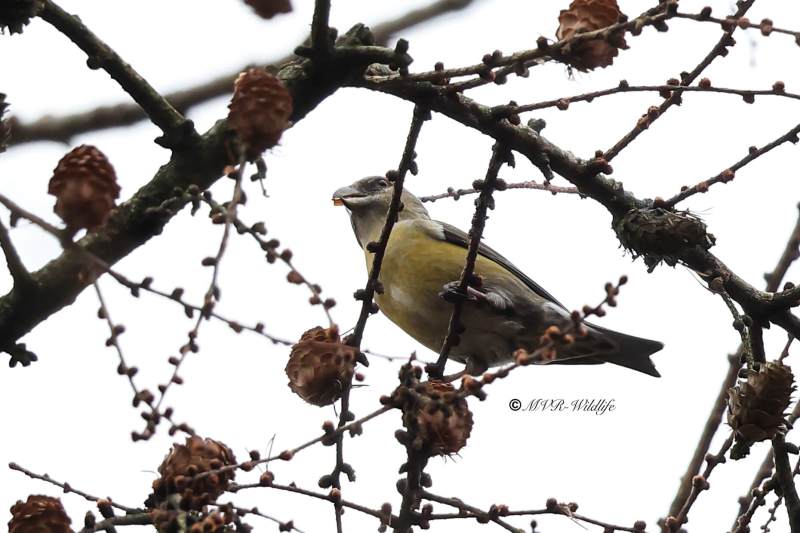 BR8A0760-Kruisbek-Loxia-curvirostra-Red-Crossbill-Fichtenkreuzschnabel-Bec-croise-des-sapins-Piquituerto-comun_1