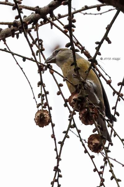 BR8A0811-Kruisbek-Loxia-curvirostra-Red-Crossbill-Fichtenkreuzschnabel-Bec-croise-des-sapins-Piquituerto-comun_1