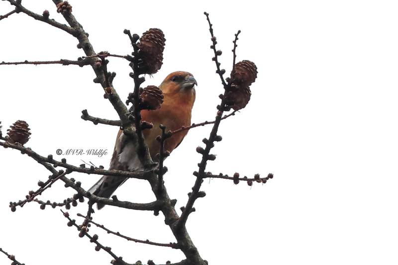 BR8A0837-Kruisbek-Loxia-curvirostra-Red-Crossbill-Fichtenkreuzschnabel-Bec-croise-des-sapins-Piquituerto-comun_1