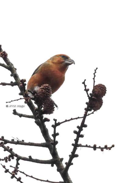 BR8A0839-Kruisbek-Loxia-curvirostra-Red-Crossbill-Fichtenkreuzschnabel-Bec-croise-des-sapins-Piquituerto-comun_1