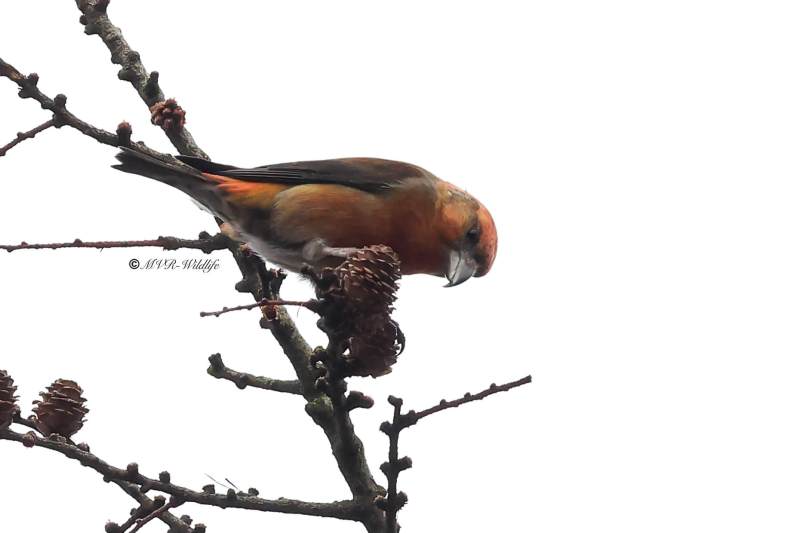 BR8A0840-Kruisbek-Loxia-curvirostra-Red-Crossbill-Fichtenkreuzschnabel-Bec-croise-des-sapins-Piquituerto-comun_1