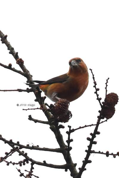 BR8A0847-Kruisbek-Loxia-curvirostra-Red-Crossbill-Fichtenkreuzschnabel-Bec-croise-des-sapins-Piquituerto-comun_1