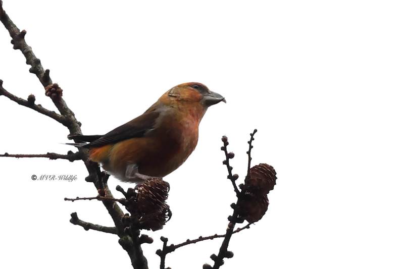 BR8A0860-Kruisbek-Loxia-curvirostra-Red-Crossbill-Fichtenkreuzschnabel-Bec-croise-des-sapins-Piquituerto-comun_1
