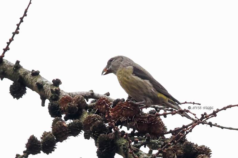 BR8A0917-Kruisbek-Loxia-curvirostra-Red-Crossbill-Fichtenkreuzschnabel-Bec-croise-des-sapins-Piquituerto-comun_1