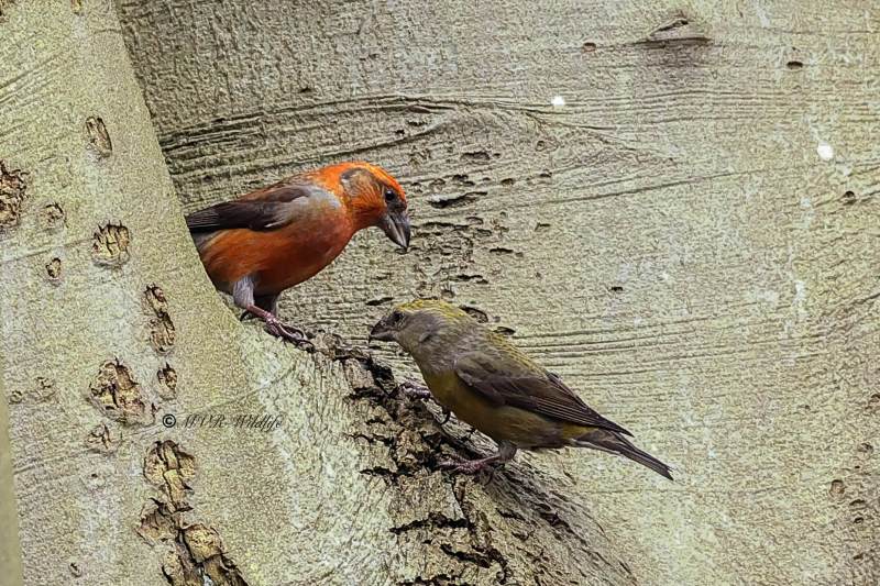 BR8A1251-Kruisbek-Loxia-curvirostra-Red-Crossbill-Fichtenkreuzschnabel-Bec-croise-des-sapins-Piquituerto-comun_1