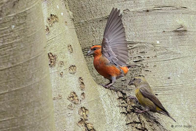 BR8A1253-Kruisbek-Loxia-curvirostra-Red-Crossbill-Fichtenkreuzschnabel-Bec-croise-des-sapins-Piquituerto-comun_1