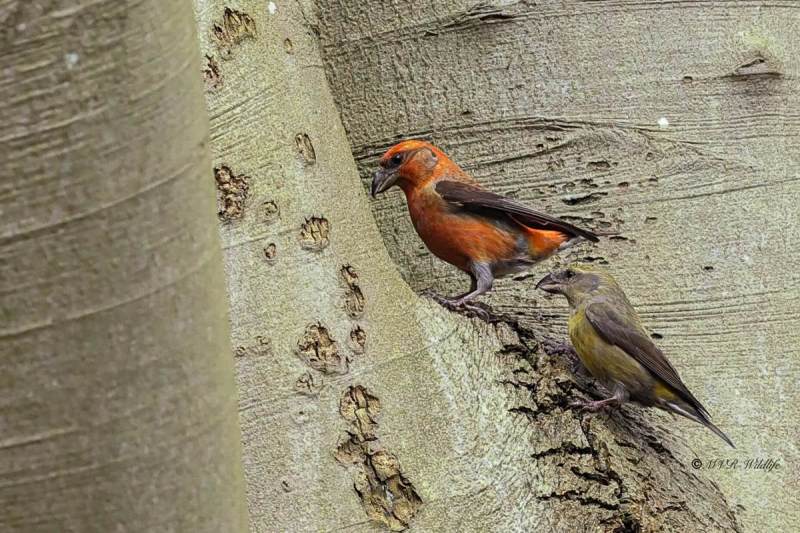 BR8A1254-Kruisbek-Loxia-curvirostra-Red-Crossbill-Fichtenkreuzschnabel-Bec-croise-des-sapins-Piquituerto-comun_1