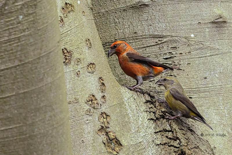 BR8A1254-Kruisbek-Loxia-curvirostra-Red-Crossbill-Fichtenkreuzschnabel-Bec-croise-des-sapins-Piquituerto-comun_1