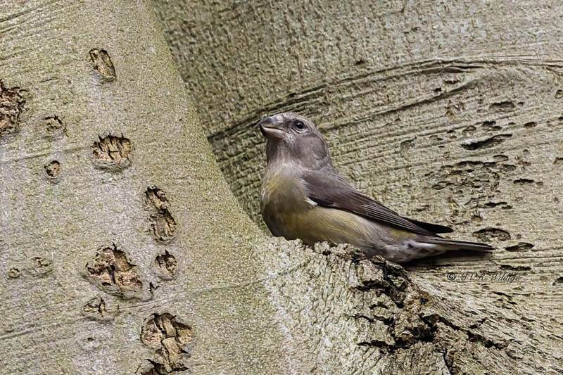 BR8A1286-Kruisbek-Loxia-curvirostra-Red-Crossbill-Fichtenkreuzschnabel-Bec-croise-des-sapins-Piquituerto-comun_1