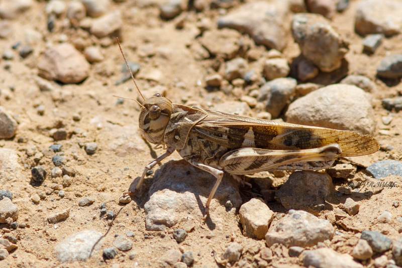 B65A5600-Kruissprinkhaan-Oedaleus-decorus-Handsome-Cross-Grasshopper-Kreuzschrecke-LOedipode-soufree_1