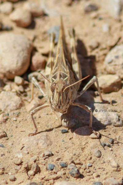 B65A5601-Kruissprinkhaan-Oedaleus-decorus-Handsome-Cross-Grasshopper-Kreuzschrecke-LOedipode-soufree_1