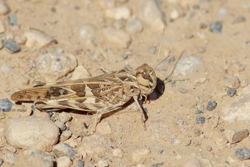 B65A5604-Kruissprinkhaan-Oedaleus-decorus-Handsome-Cross-Grasshopper-Kreuzschrecke-LOedipode-soufree_1
