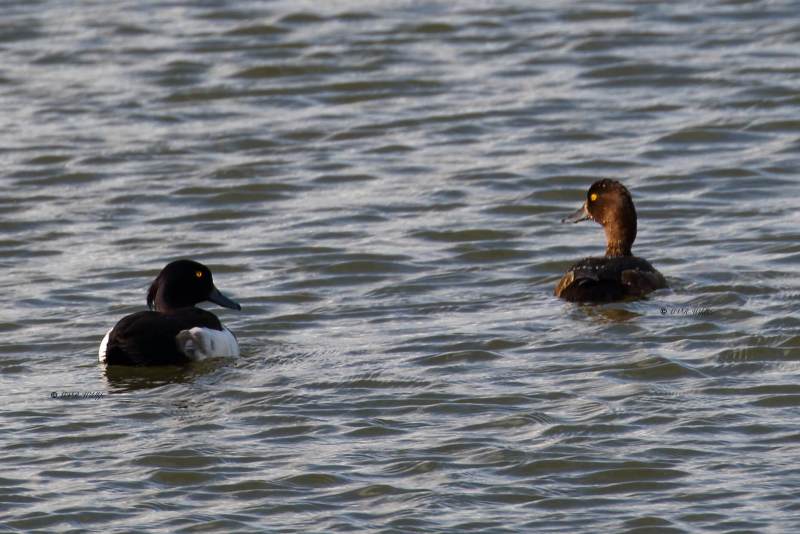 77A0968-Kuifeend-Tufted-Duck-Reiherente-Fuligule-morillon-Porron-monudo_1