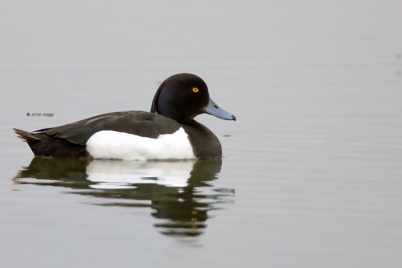 B65A8942-Kuifeend-Tufted-Duck-Reiherente-Fuligule-morillon-Porron-monudo_1