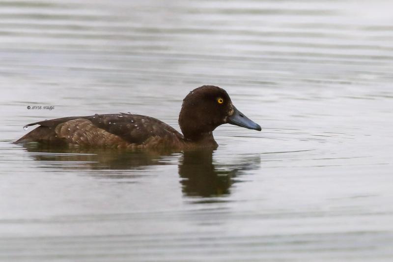 B65A8992-Kuifeend-Tufted-Duck-Reiherente-Fuligule-morillon-Porron-monudo_1