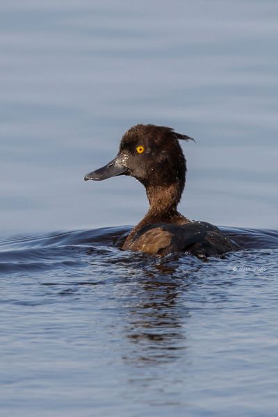 BR8A6779-Kuifeend-Tufted-Duck-Reiherente-Fuligule-morillon-Porron-monudo_1