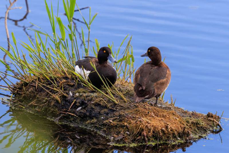 BR8A7998-Kuifeend-Tufted-Duck-Reiherente-Fuligule-morillon-Porron-monudo_1