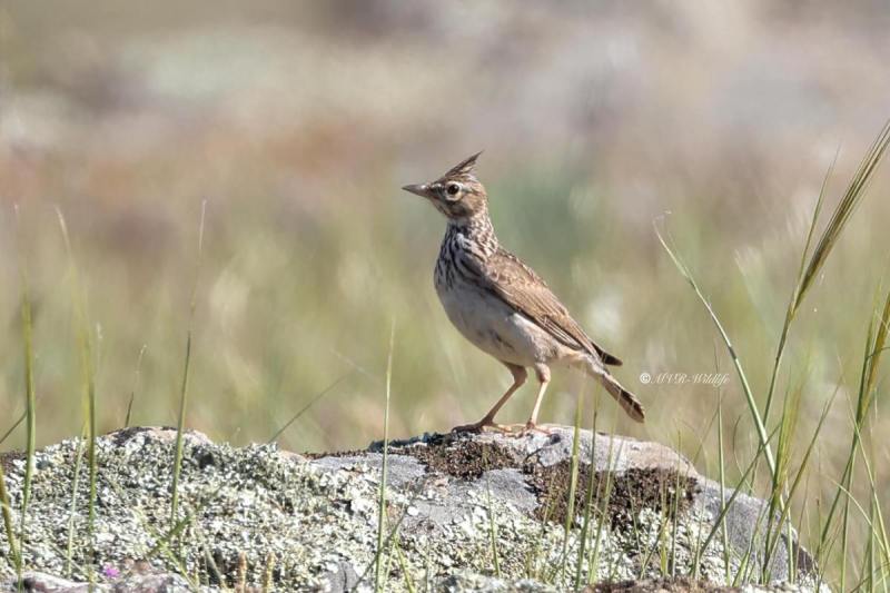 BR8A0188-Kuifleeuwerik-Crested-Lark-Crested-Lark-Haubenlerche-Cochevis-huppe-Cogujada-comun_1