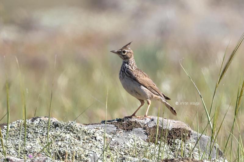 BR8A0188-Kuifleeuwerik-Crested-Lark-Crested-Lark-Haubenlerche-Cochevis-huppe-Cogujada-comun_1