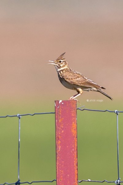 BR8A0253-Kuifleeuwerik-Crested-Lark-Crested-Lark-Haubenlerche-Cochevis-huppe-Cogujada-comun_1