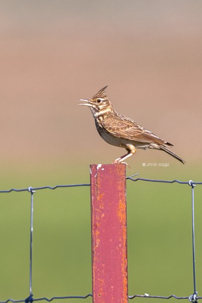 BR8A0253-Kuifleeuwerik-Crested-Lark-Crested-Lark-Haubenlerche-Cochevis-huppe-Cogujada-comun_1