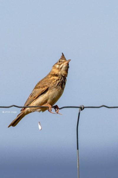 BR8A0270-Kuifleeuwerik-Crested-Lark-Crested-Lark-Haubenlerche-Cochevis-huppe-Cogujada-comun_1