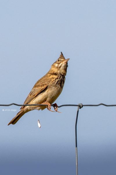 BR8A0270-Kuifleeuwerik-Crested-Lark-Crested-Lark-Haubenlerche-Cochevis-huppe-Cogujada-comun_1