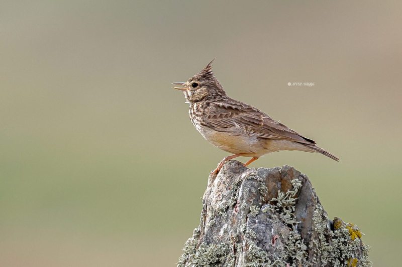BR8A1520-Kuifleeuwerik-Crested-Lark-Crested-Lark-Haubenlerche-Cochevis-huppe-Cogujada-comun_1