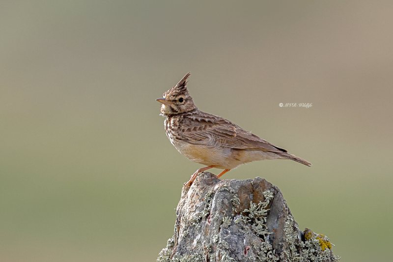 BR8A1521-Kuifleeuwerik-Crested-Lark-Crested-Lark-Haubenlerche-Cochevis-huppe-Cogujada-comun_1