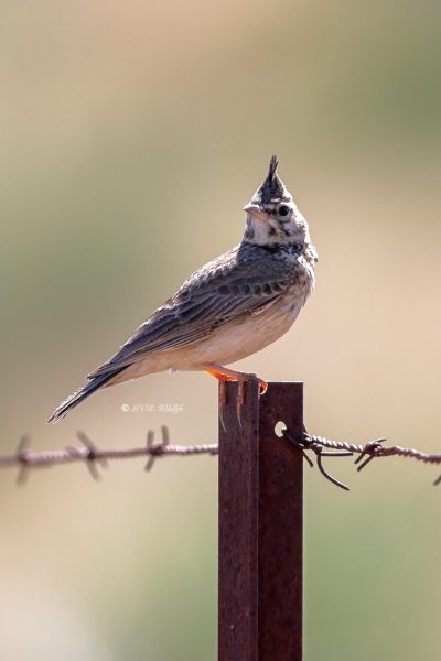 BR8A1691-Kuifleeuwerik-Crested-Lark-Crested-Lark-Haubenlerche-Cochevis-huppe-Cogujada-comun_1
