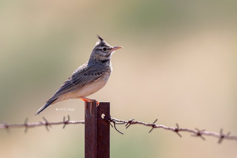 BR8A1692-Kuifleeuwerik-Crested-Lark-Crested-Lark-Haubenlerche-Cochevis-huppe-Cogujada-comun_1