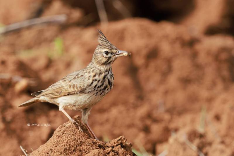 BR8A4186-Kuifleeuwerik-Crested-Lark-Crested-Lark-Haubenlerche-Cochevis-huppe-Cogujada-comun_1