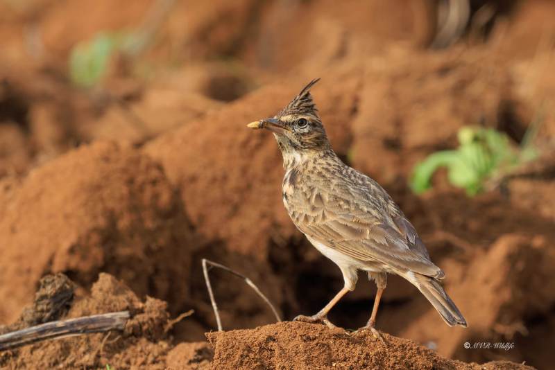 BR8A4191-Kuifleeuwerik-Crested-Lark-Crested-Lark-Haubenlerche-Cochevis-huppe-Cogujada-comun_1