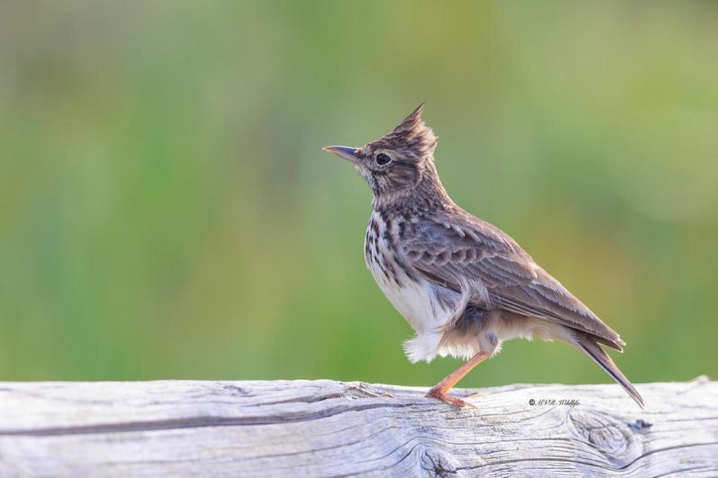BR8A4747-Kuifleeuwerik-Crested-Lark-Crested-Lark-Haubenlerche-Cochevis-huppe-Cogujada-comun_1