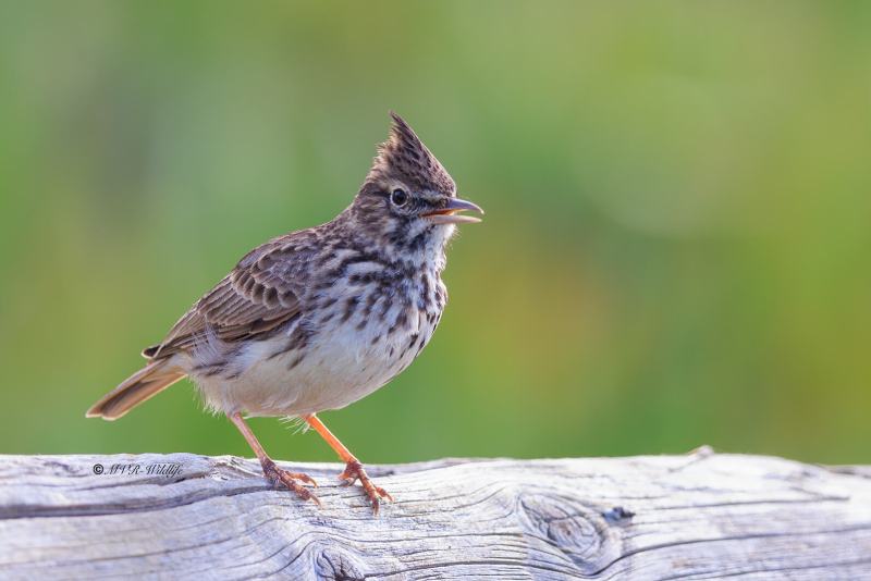 BR8A4751-Kuifleeuwerik-Crested-Lark-Crested-Lark-Haubenlerche-Cochevis-huppe-Cogujada-comun_1