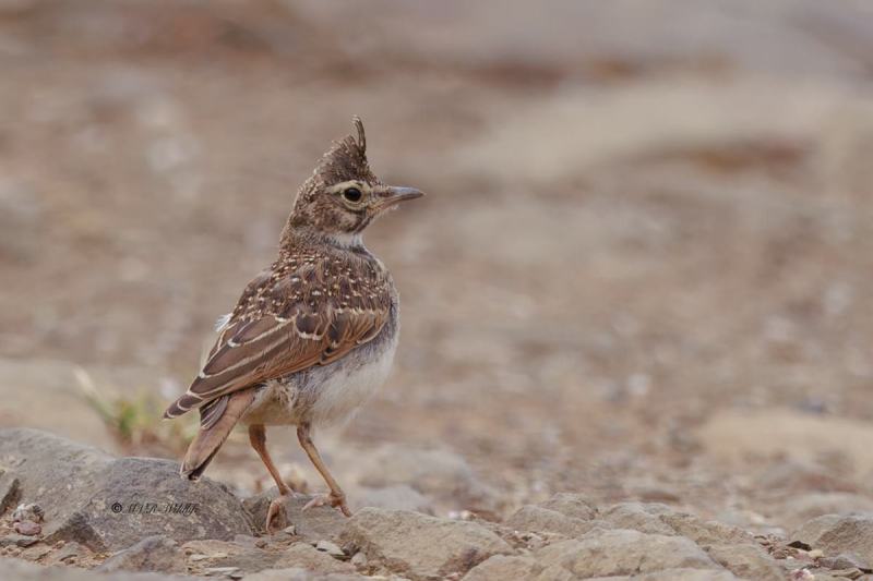 BR8A5449-Kuifleeuwerik-Crested-Lark-Crested-Lark-Haubenlerche-Cochevis-huppe-Cogujada-comun_1