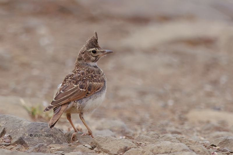 BR8A5449-Kuifleeuwerik-Crested-Lark-Crested-Lark-Haubenlerche-Cochevis-huppe-Cogujada-comun_1
