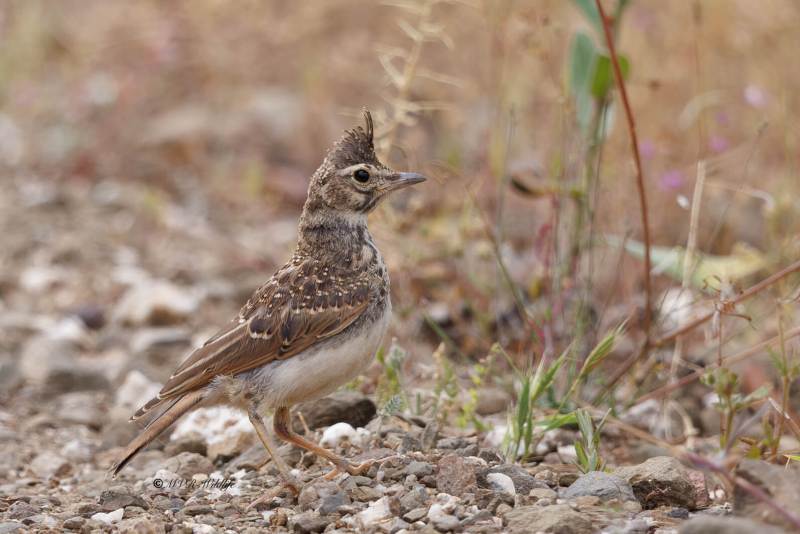 BR8A5450-Kuifleeuwerik-Crested-Lark-Crested-Lark-Haubenlerche-Cochevis-huppe-Cogujada-comun_1