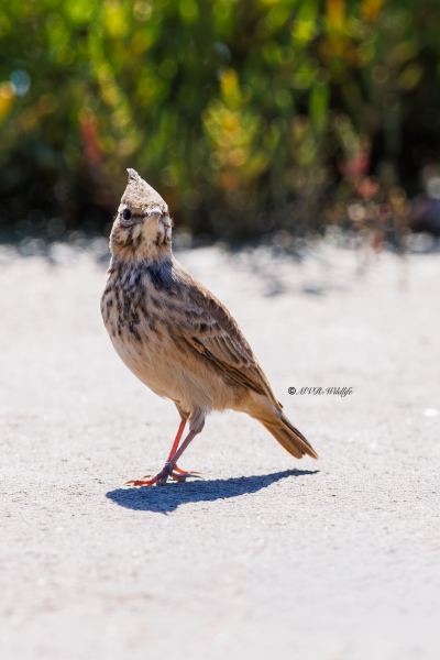 BR8A6801-Kuifleeuwerik-Crested-Lark-Crested-Lark-Haubenlerche-Cochevis-huppe-Cogujada-comun_1