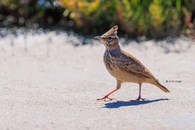 BR8A6803-Kuifleeuwerik-Crested-Lark-Crested-Lark-Haubenlerche-Cochevis-huppe-Cogujada-comun_1