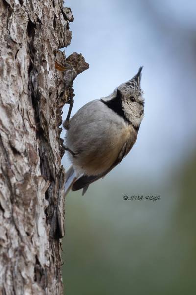 BR8A0267-Kuifmees-Crested-Tit-Haubenmeise-Mesange-huppee-Herrerillo-capuchino_1