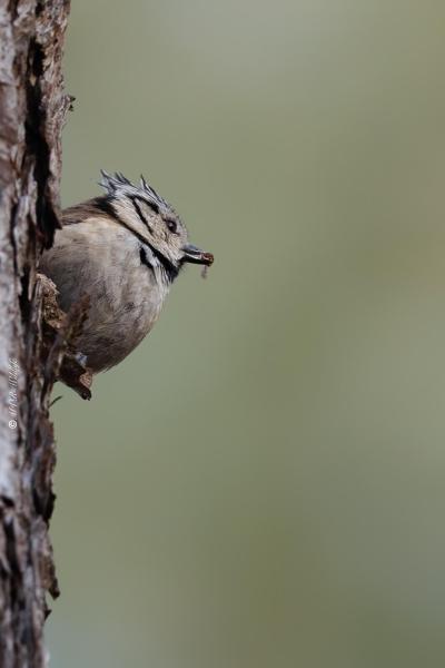 BR8A0272-Kuifmees-Crested-Tit-Haubenmeise-Mesange-huppee-Herrerillo-capuchino_1