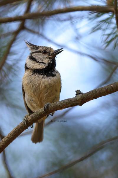 BR8A8518-Kuifmees-Crested-Tit-Haubenmeise-Mesange-huppee-Herrerillo-capuchino_1