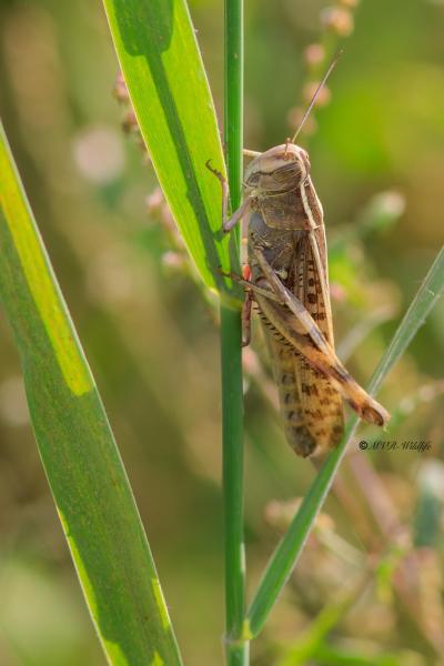B65A5967-Kusttraansprinkhaan-Heteracris-littoralis-Mediterranean-Splendid-Grasshopper-Kusten-Tranenschrecke-1_1