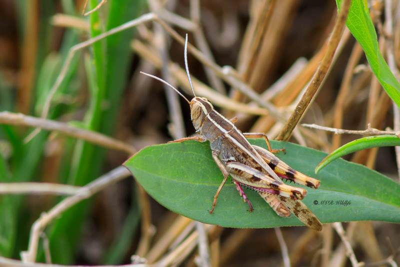 B65A6149-Kusttraansprinkhaan-Heteracris-littoralis-Mediterranean-Splendid-Grasshopper-Kusten-Tranenschrecke-1_1