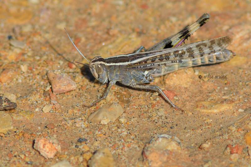B65A6519-Kusttraansprinkhaan-Heteracris-littoralis-Mediterranean-Splendid-Grasshopper-Kusten-Tranenschrecke-1_1