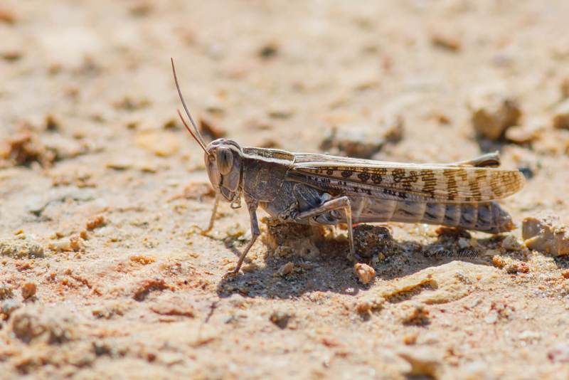 B65A6529-Kusttraansprinkhaan-Heteracris-littoralis-Mediterranean-Splendid-Grasshopper-Kusten-Tranenschrecke-1_1