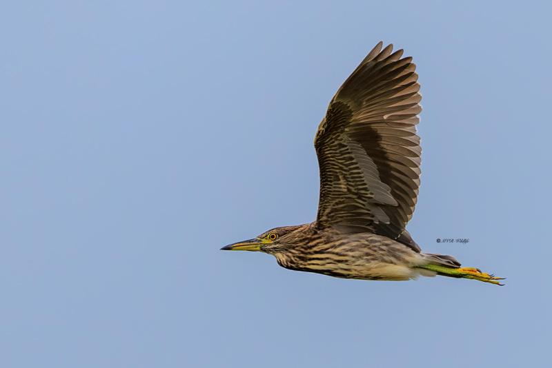 BR8A5060-Kwak-Nycticorax-nycticorax-Black-crowned-Night-Heron-Nachtreiher-Bihoreau-gris-Martinete-comun_1