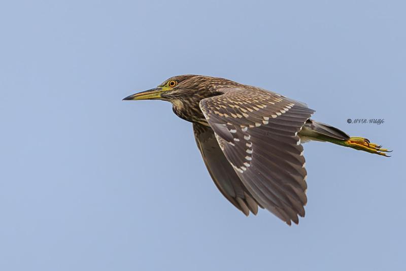 BR8A5063-Kwak-Nycticorax-nycticorax-Black-crowned-Night-Heron-Nachtreiher-Bihoreau-gris-Martinete-comun_1